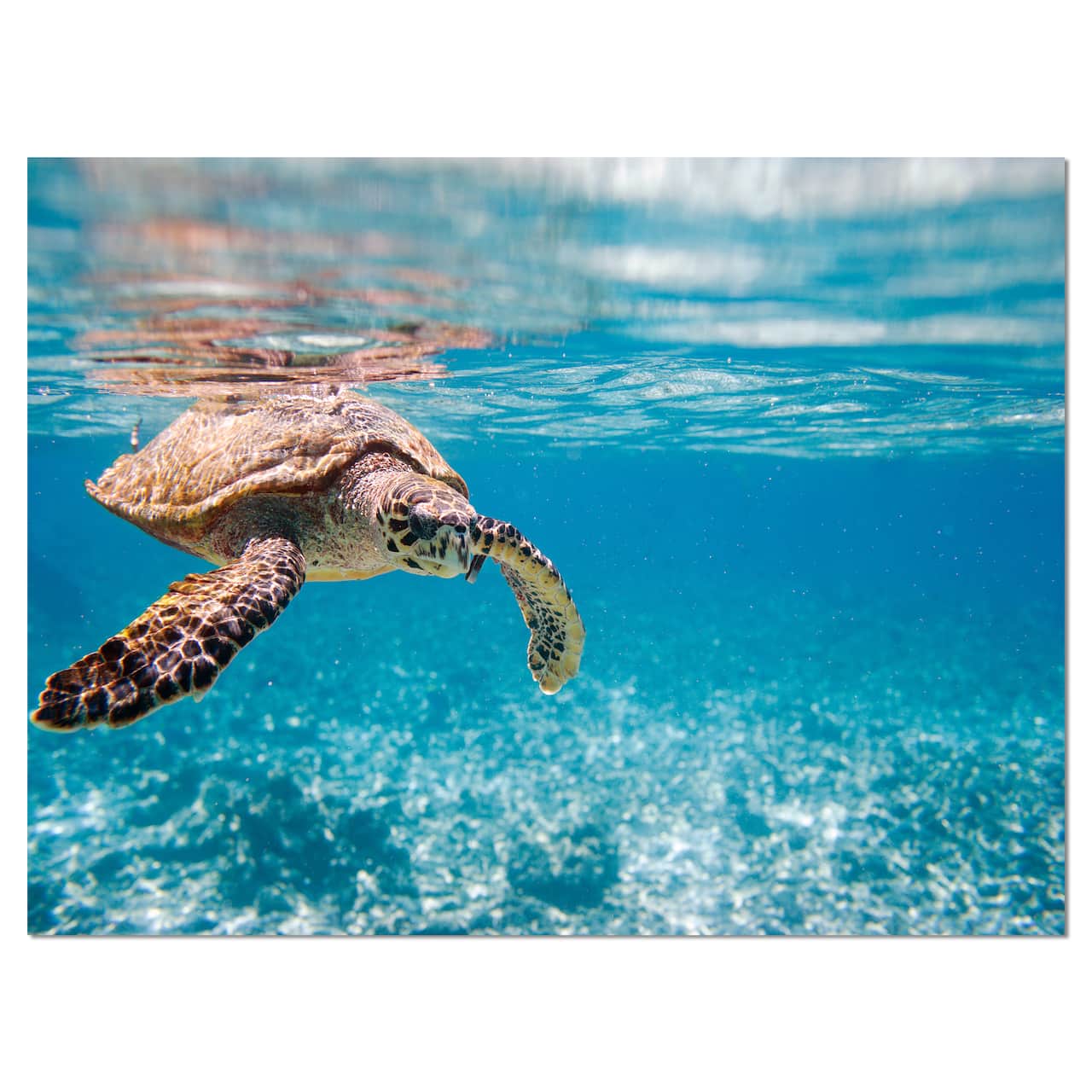 Designart - Large Hawksbill Sea Turtle - Abstract Canvas Art Print